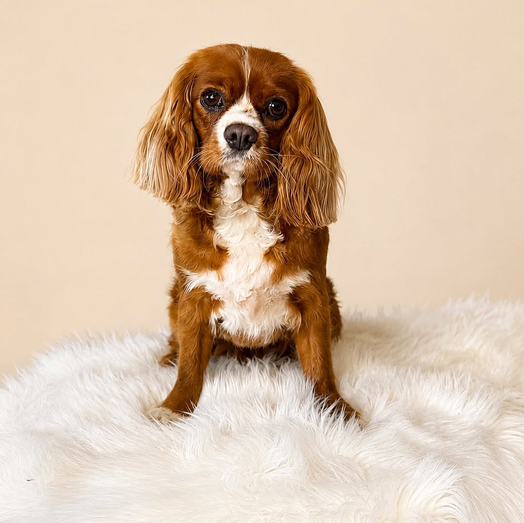 Välvårdad hund efter behandling hos Fluff & Finess