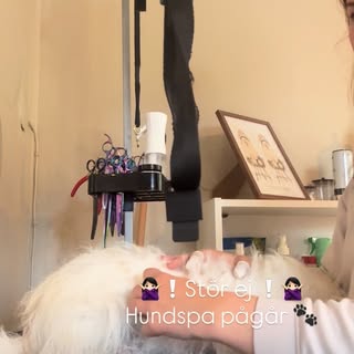 Hundtrim & Urfällning i Täby