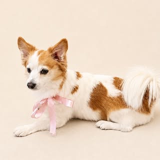 Liten papillon med rosa rosett efter behandling